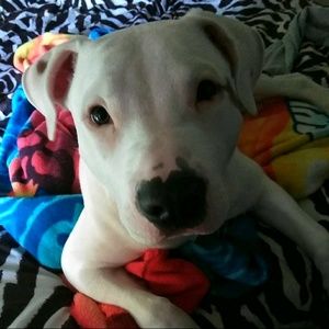 Meet your Posher, Nohea